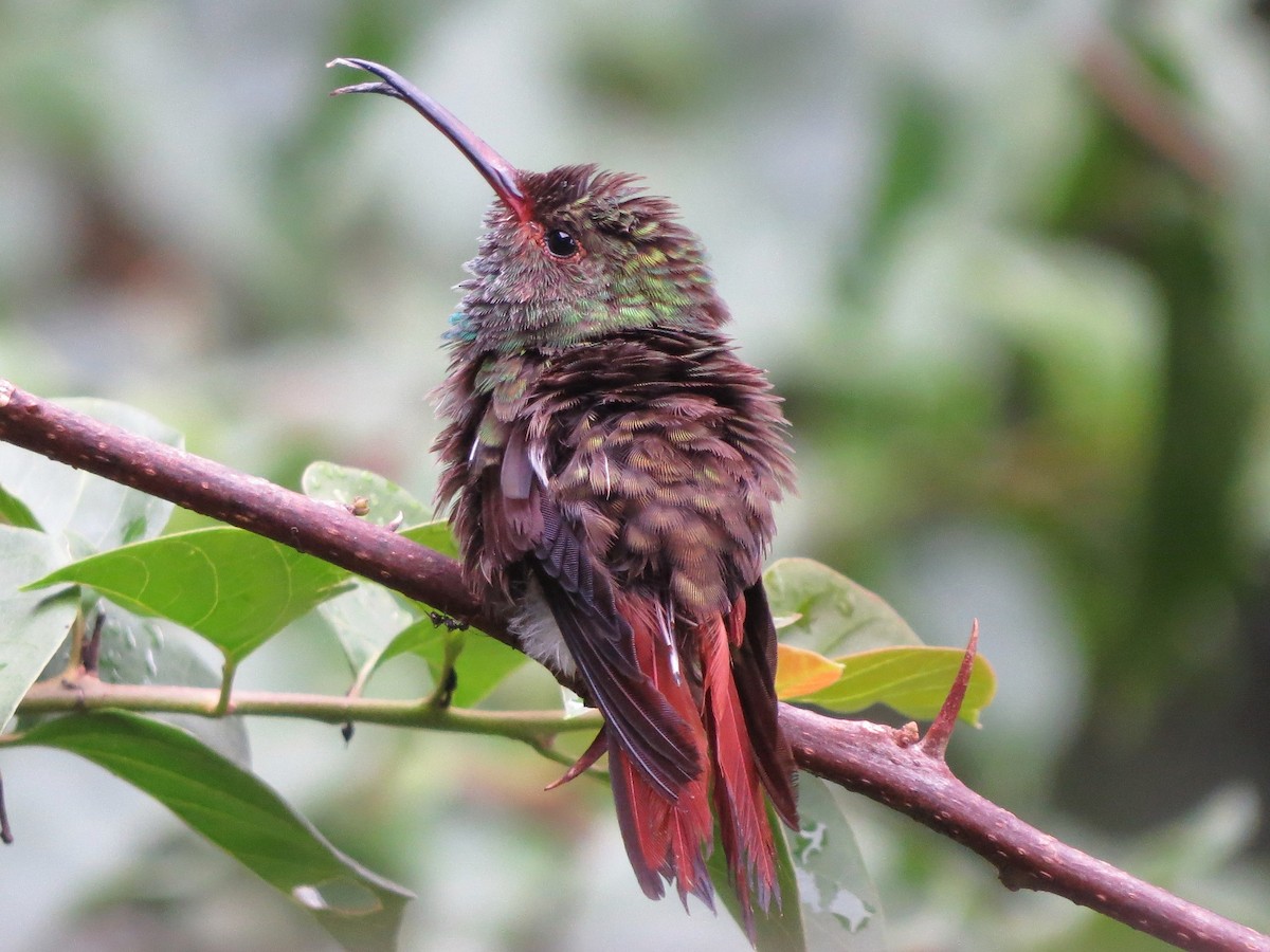 Rufous-tailed Hummingbird - ML141105821