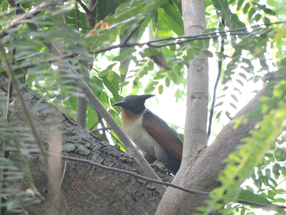 Chestnut-winged Cuckoo - Mahathi Narayanaswamy