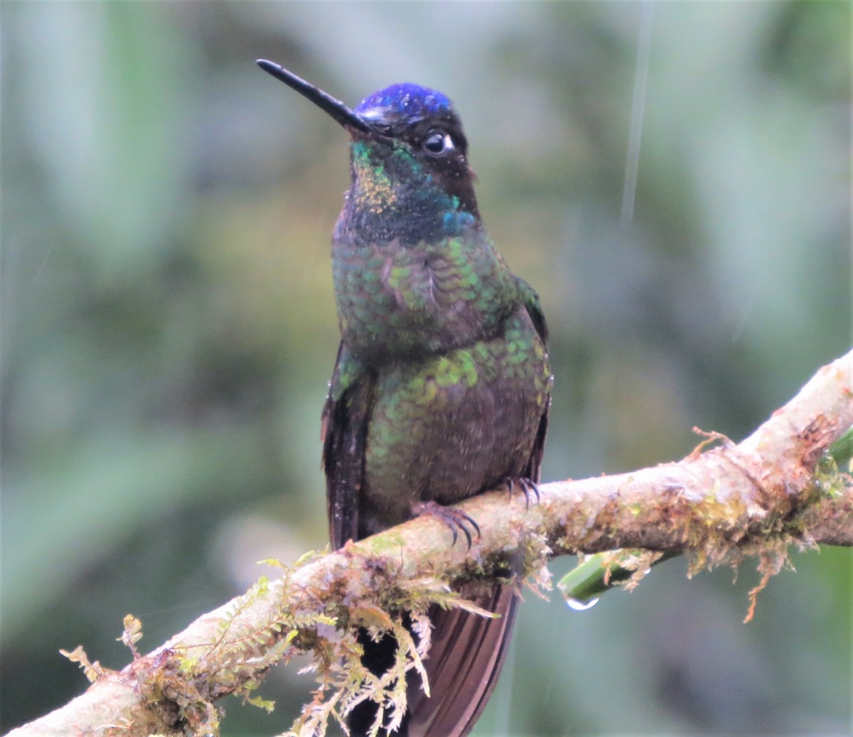 Talamanca Hummingbird - Vivek Govind Kumar