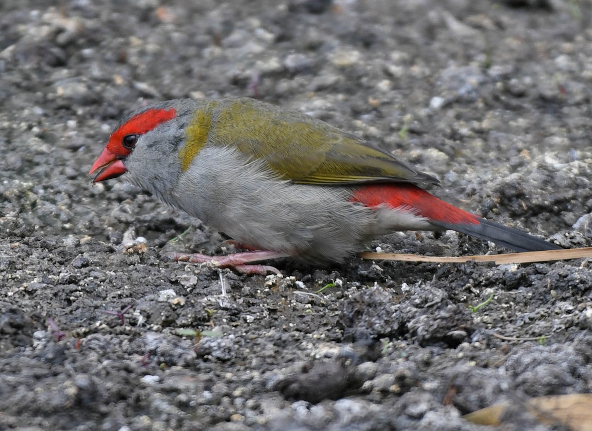 Red-browed Firetail - Roy Burgess