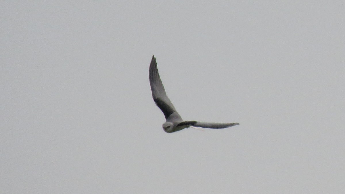 Black-winged Kite - ML141110781