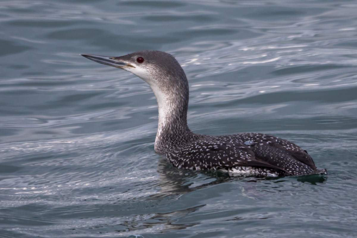 Red-throated Loon - Grace Oliver