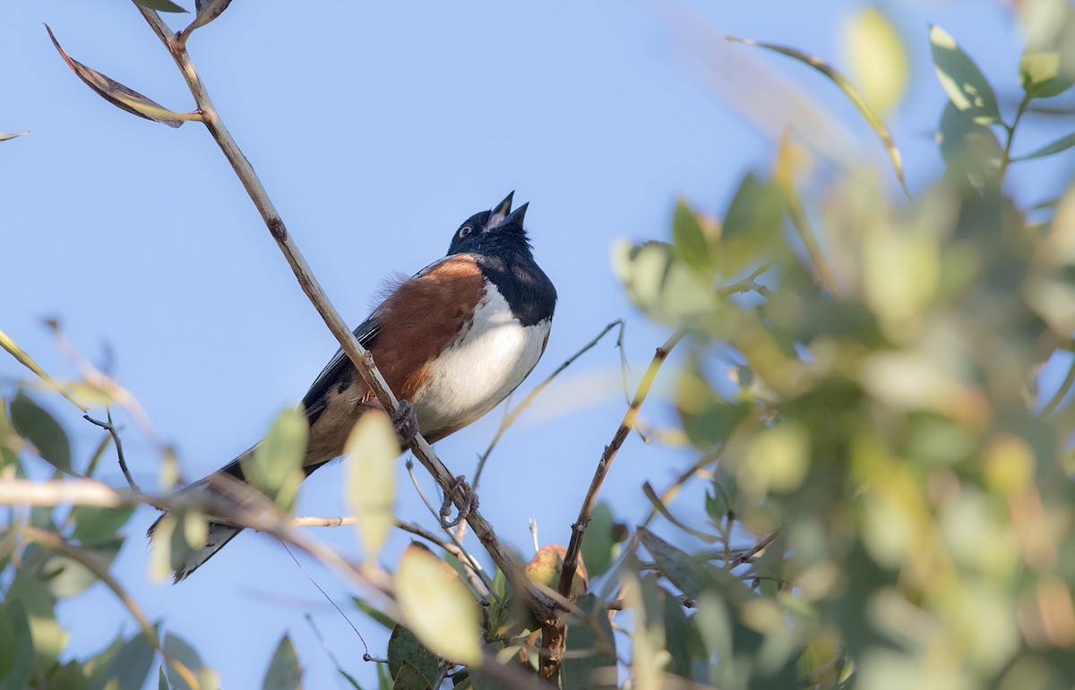 Spotted Towhee - ML141111501