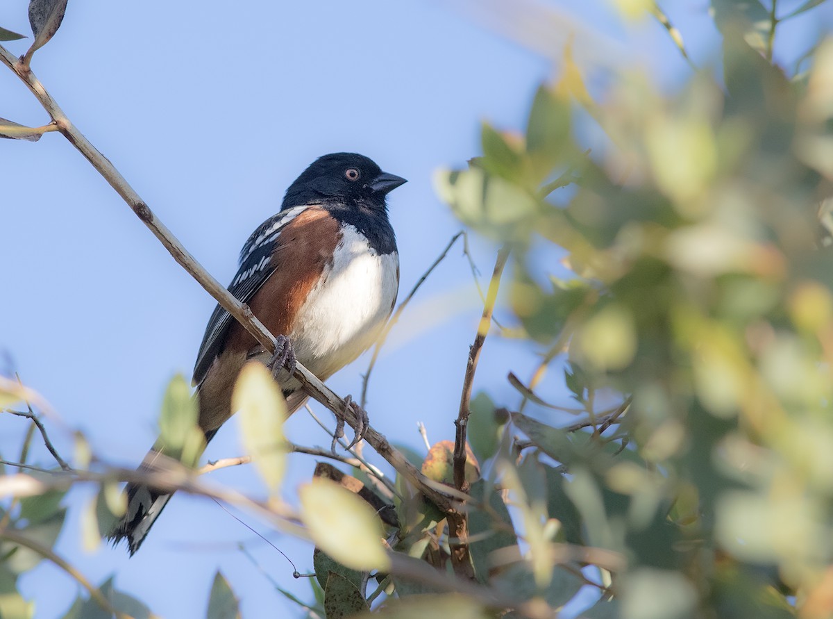 Spotted Towhee - ML141111511