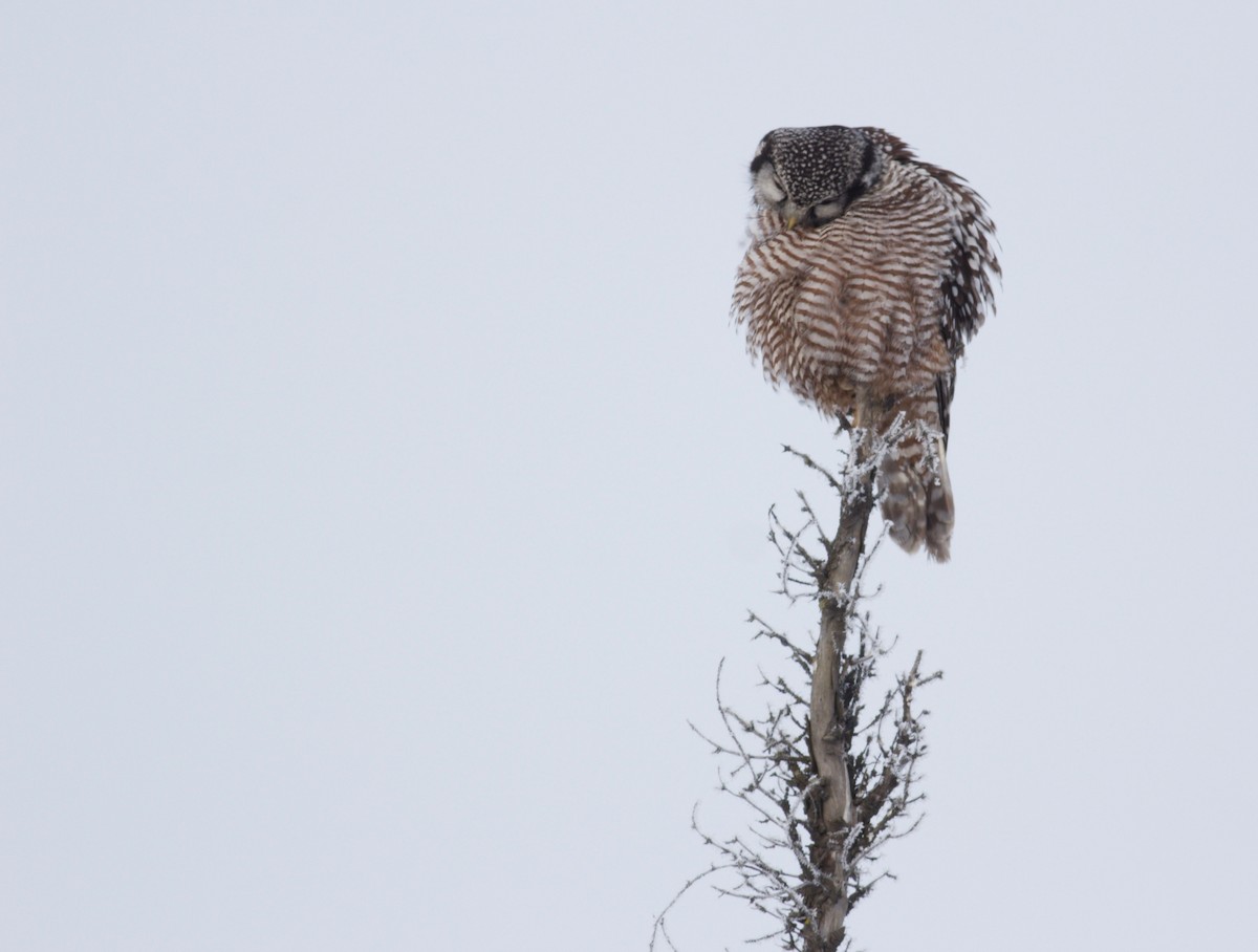 Northern Hawk Owl - ML141111651