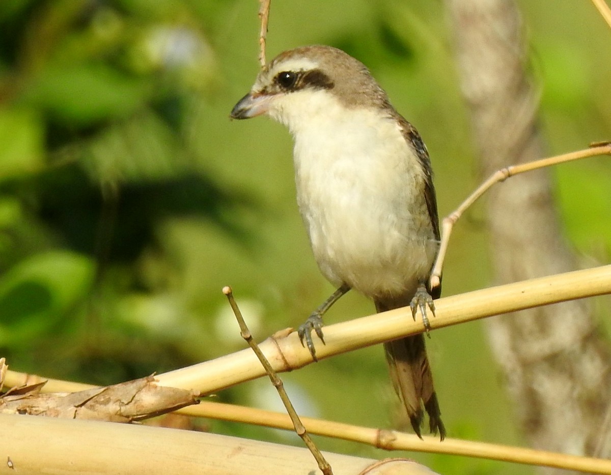 Brown Shrike - Athula Edirisinghe