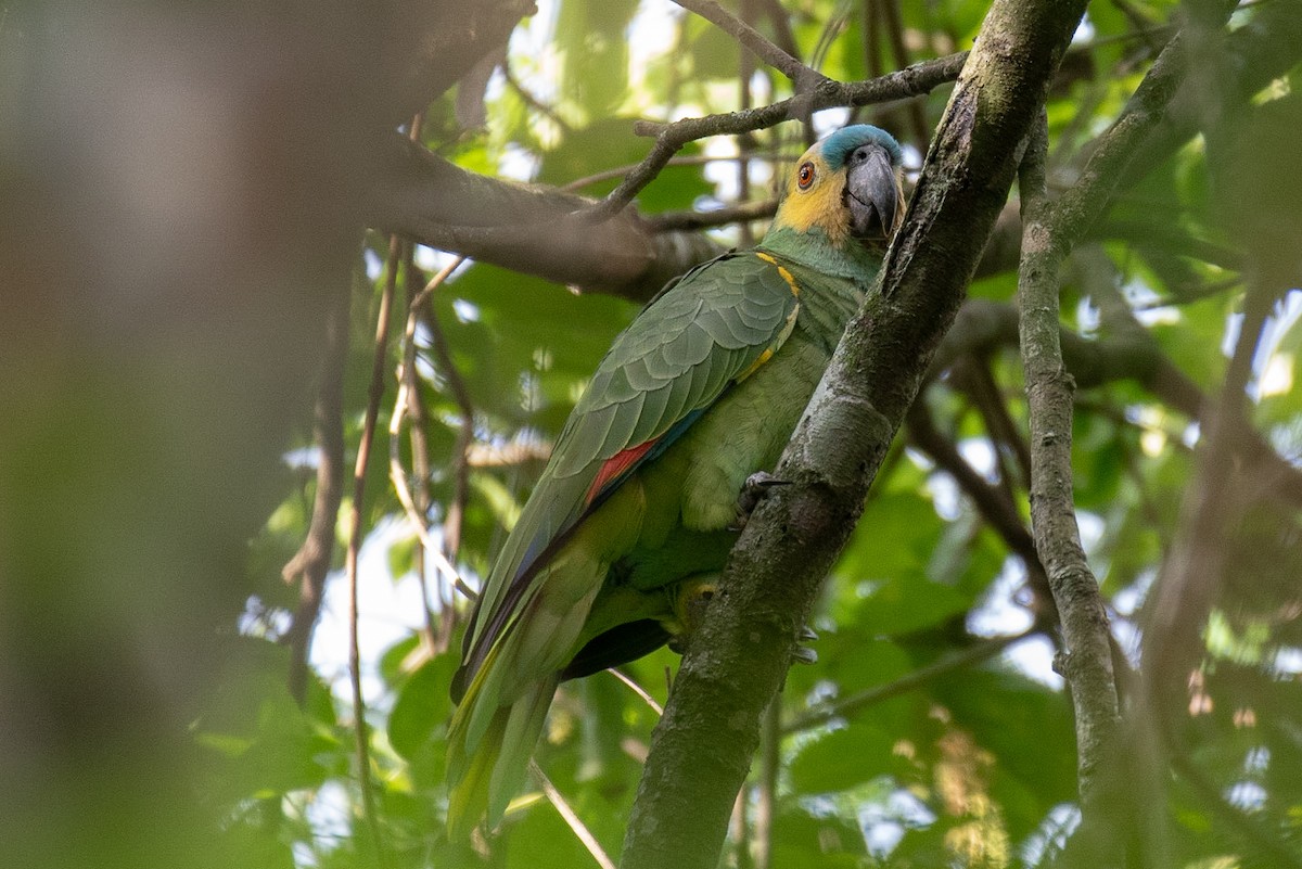 Turquoise-fronted Parrot - Victor Castanho
