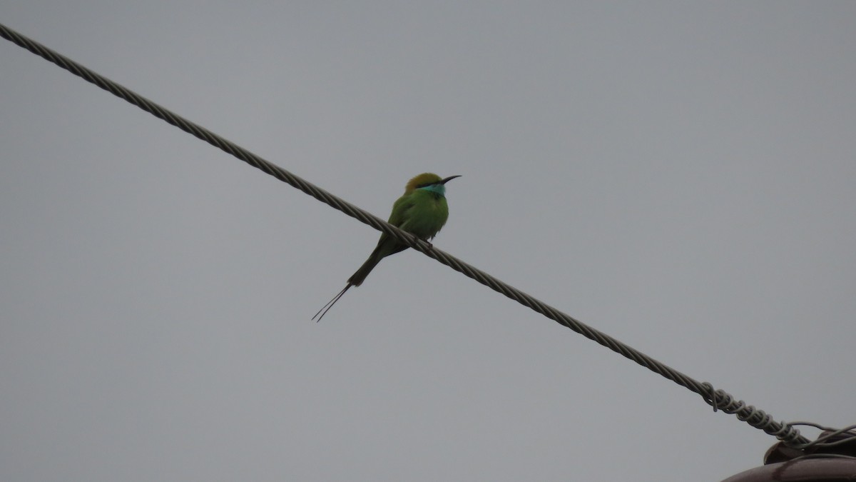 Asian Green Bee-eater - ML141113111