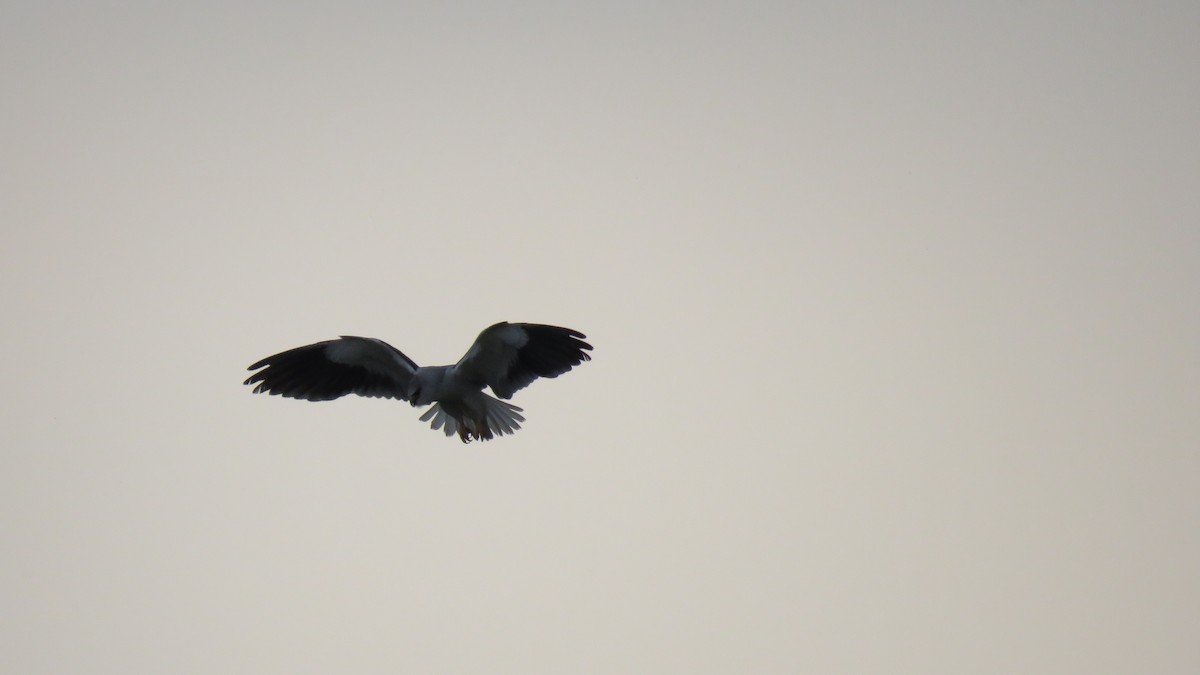 Black-winged Kite - ML141113201
