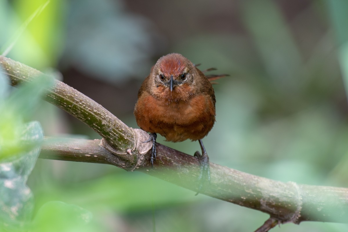 Orange-breasted Thornbird - Victor Castanho