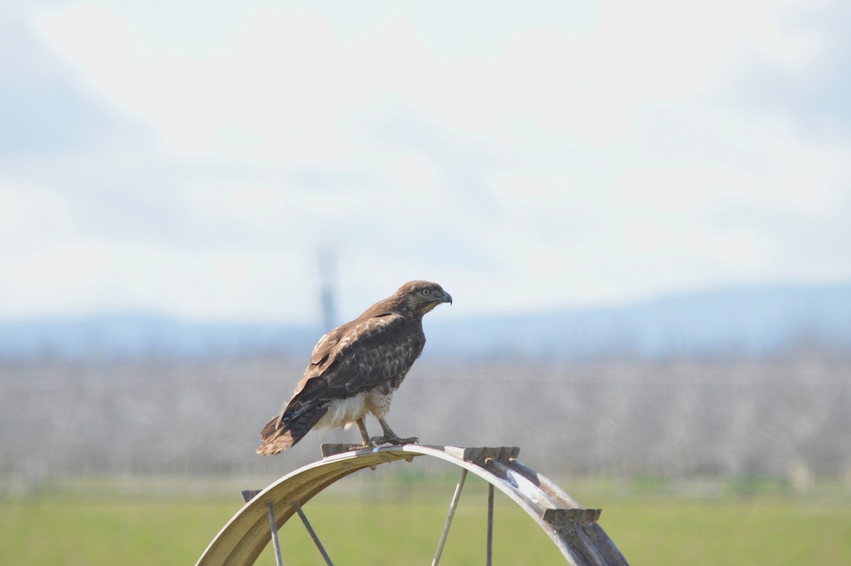 Red-tailed Hawk (calurus/alascensis) - Eli Gross