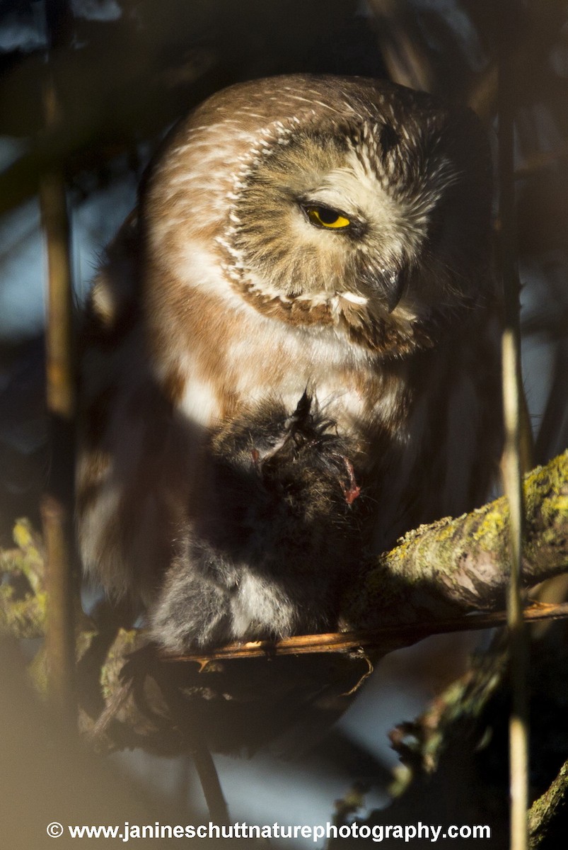 Northern Saw-whet Owl - Janine Schutt