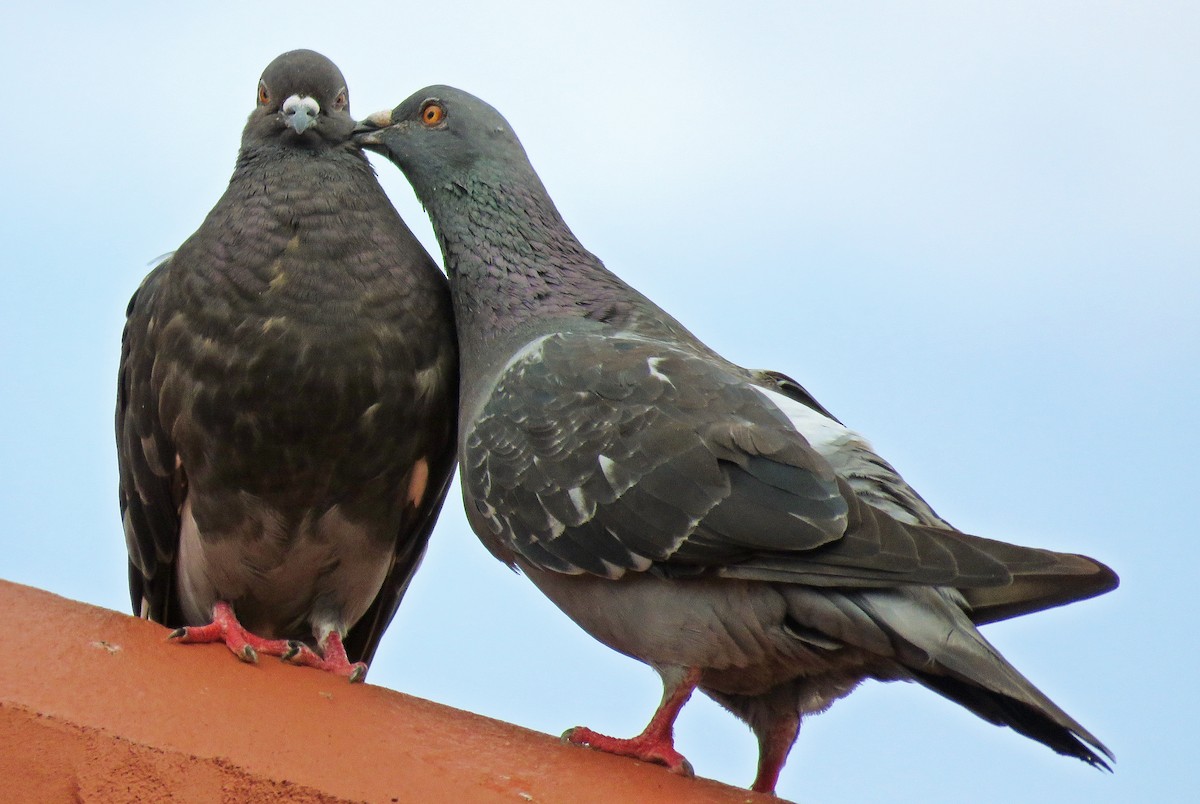 Rock Pigeon (Feral Pigeon) - Kent Warner