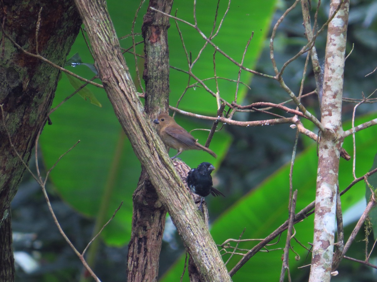 Variable Seedeater - ML141116181