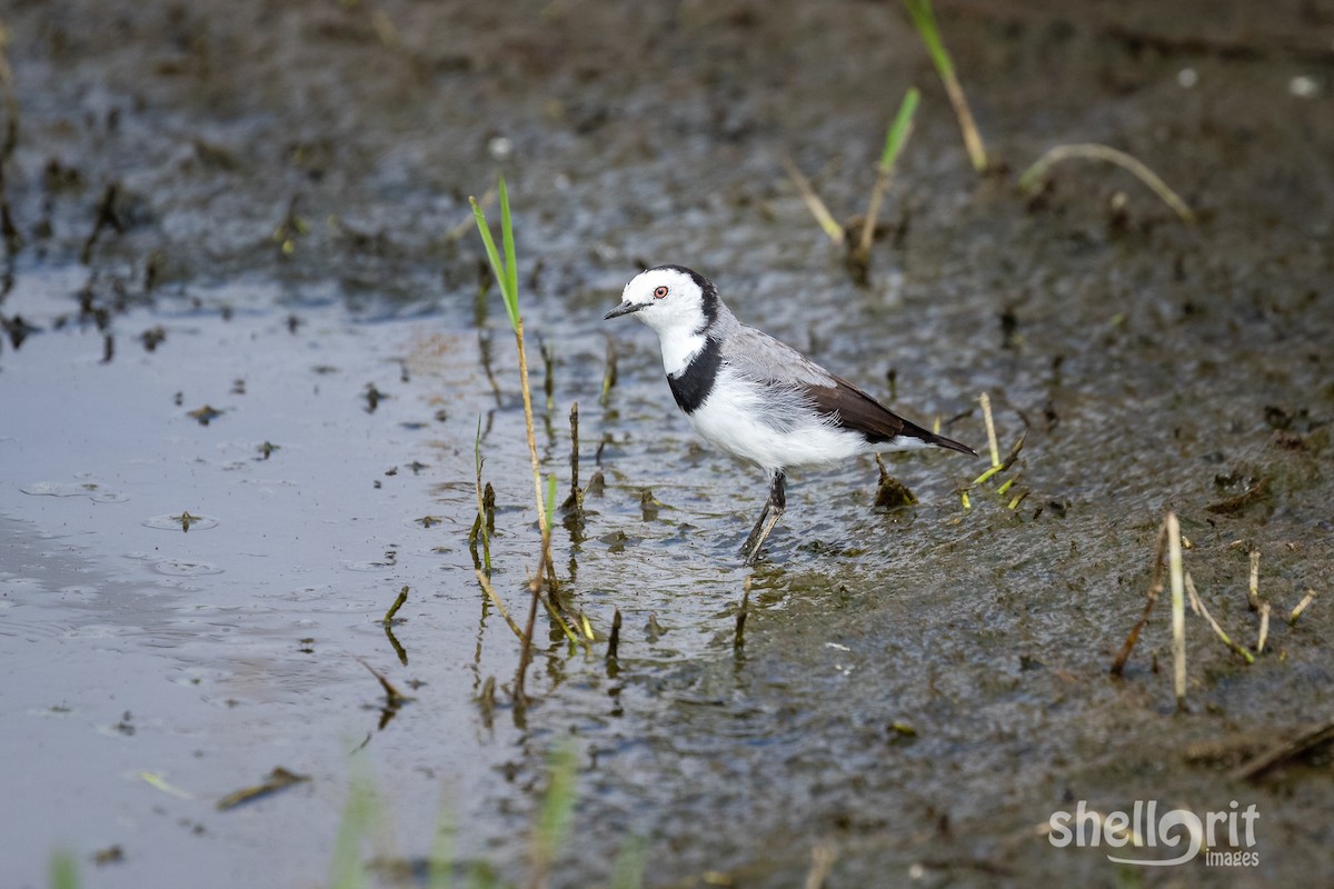 White-fronted Chat - ML141118201