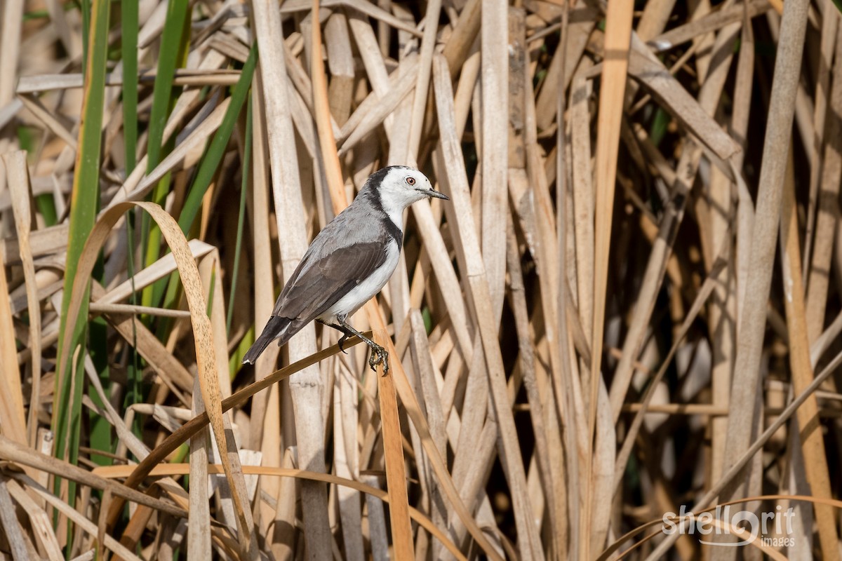 White-fronted Chat - ML141118211