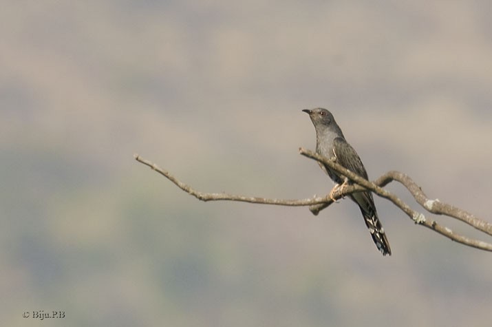 Gray-bellied Cuckoo - Biju PB