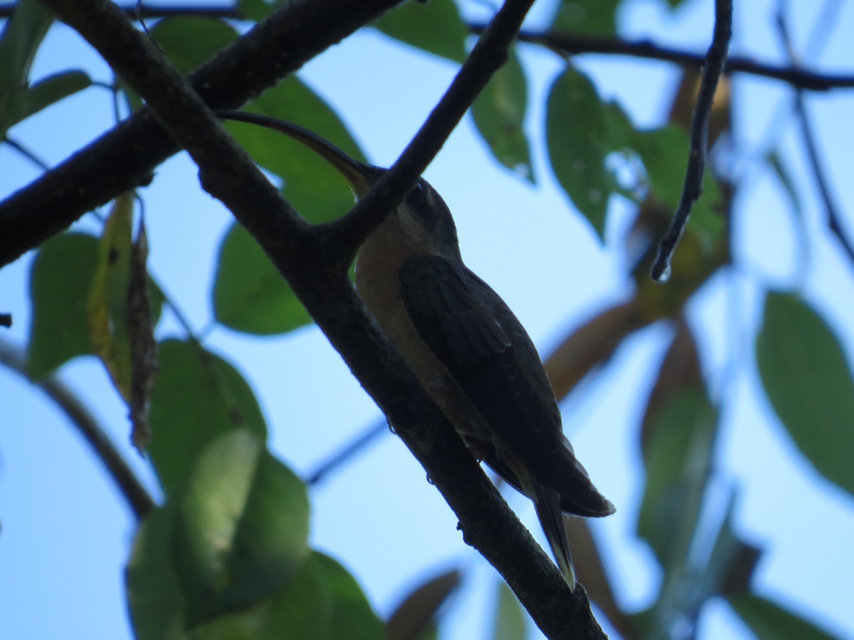 Rufous-breasted Hermit - ML141120021