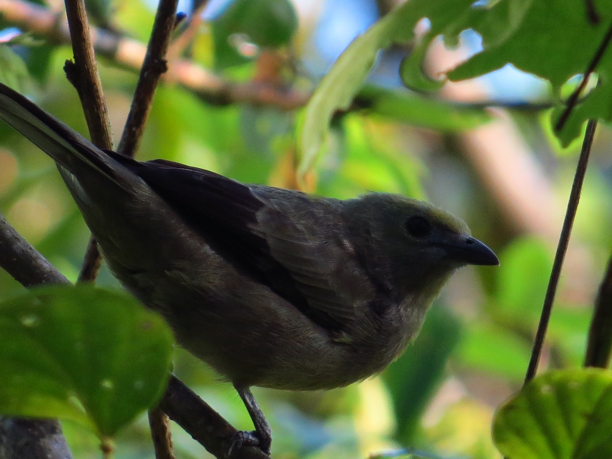 Palm Tanager - ML141120371