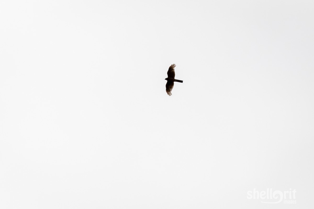 Collared Sparrowhawk - Luke Shelley