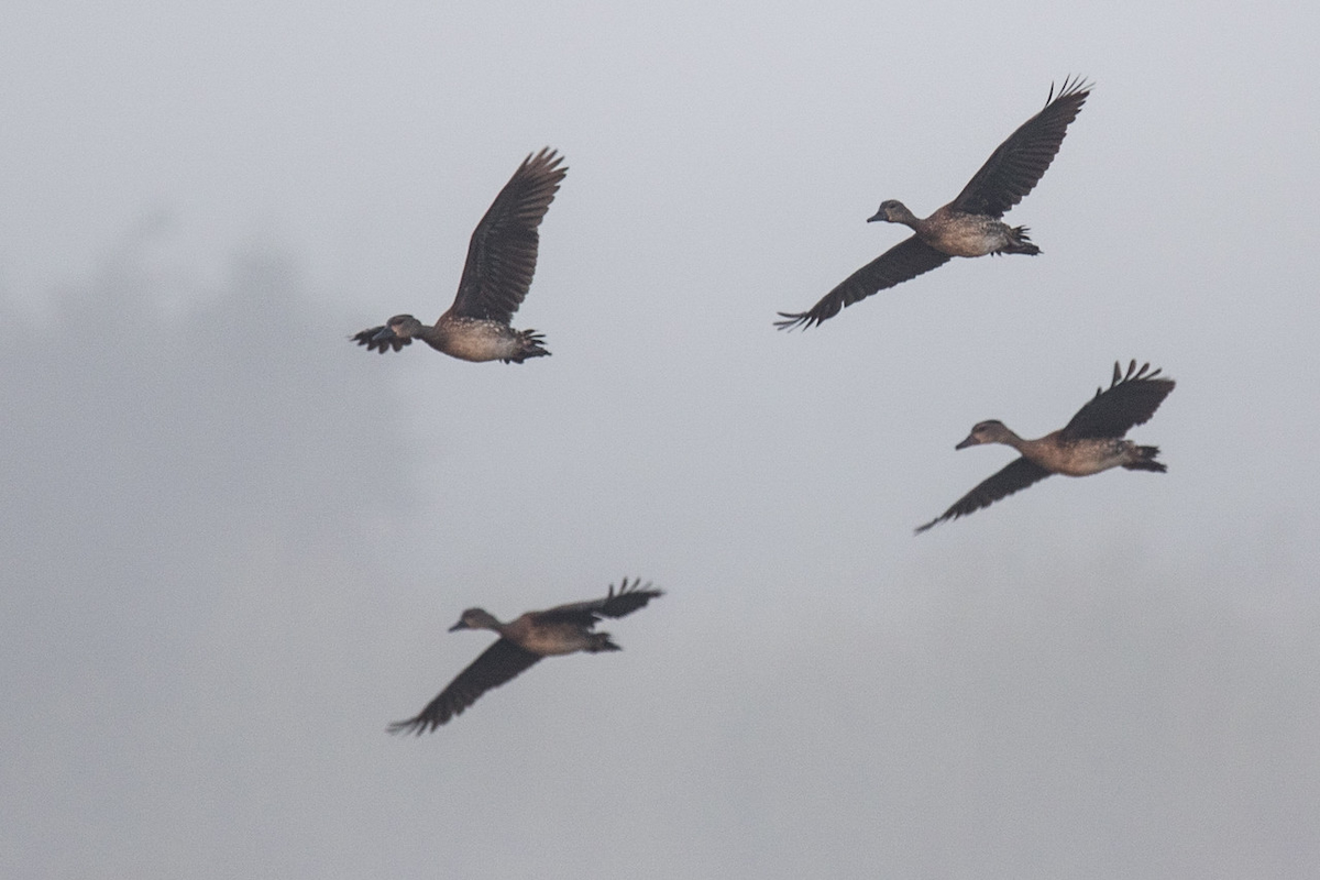 Spotted Whistling-Duck - Robert Tizard