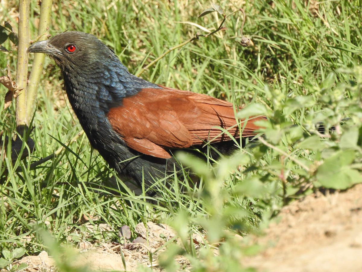 Greater Coucal (Southern) - ML141121141