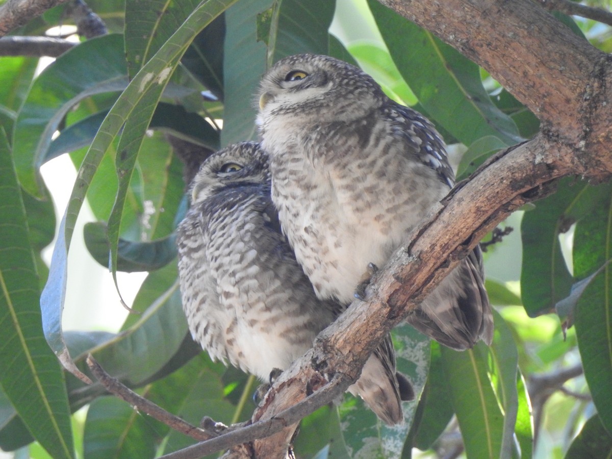 Spotted Owlet - Francis D'Souza