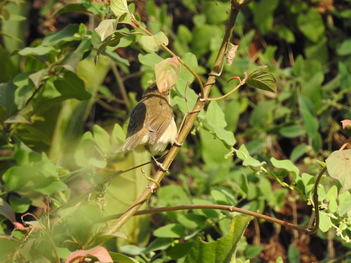 Booted Warbler - Francis D'Souza