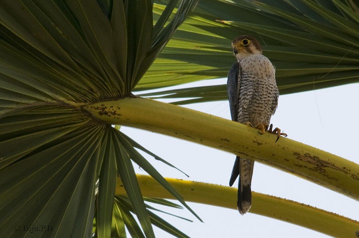 Red-necked Falcon - Biju PB