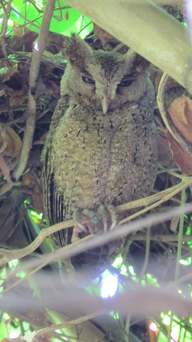 Philippine Scops-Owl - ML141123801