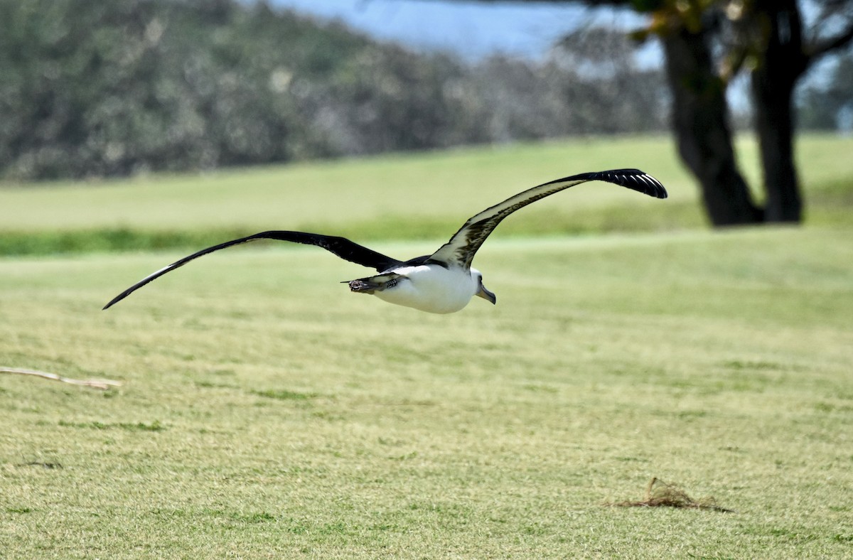 Laysan Albatross - Walter Oshiro