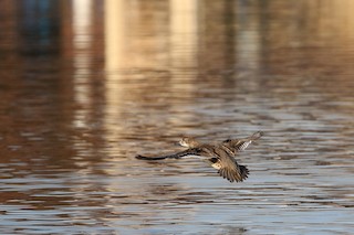 Baikal Teal, ML141124941