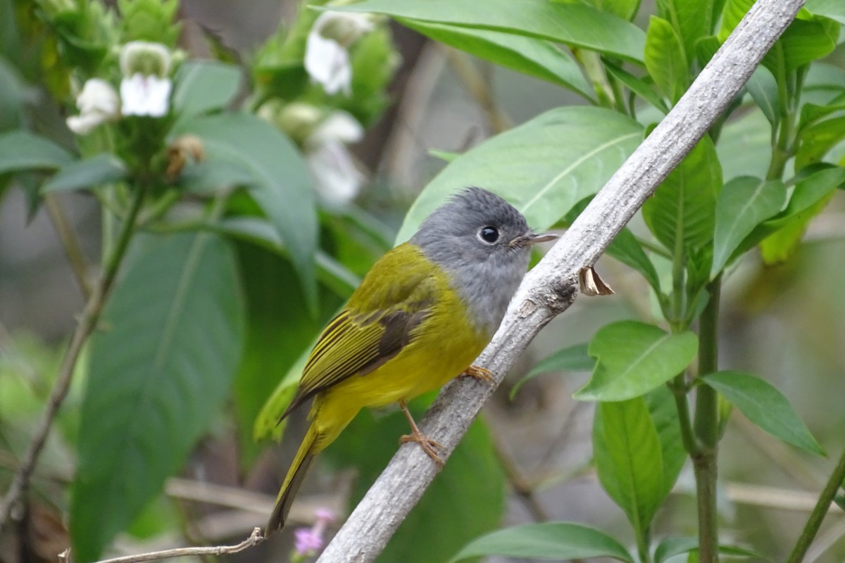 Gray-headed Canary-Flycatcher - Sharon Liao