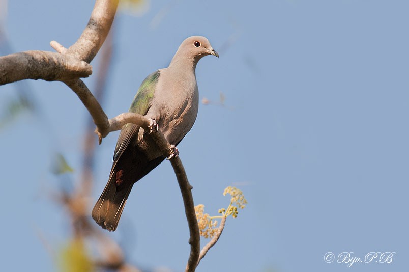Green Imperial-Pigeon - ML141128671