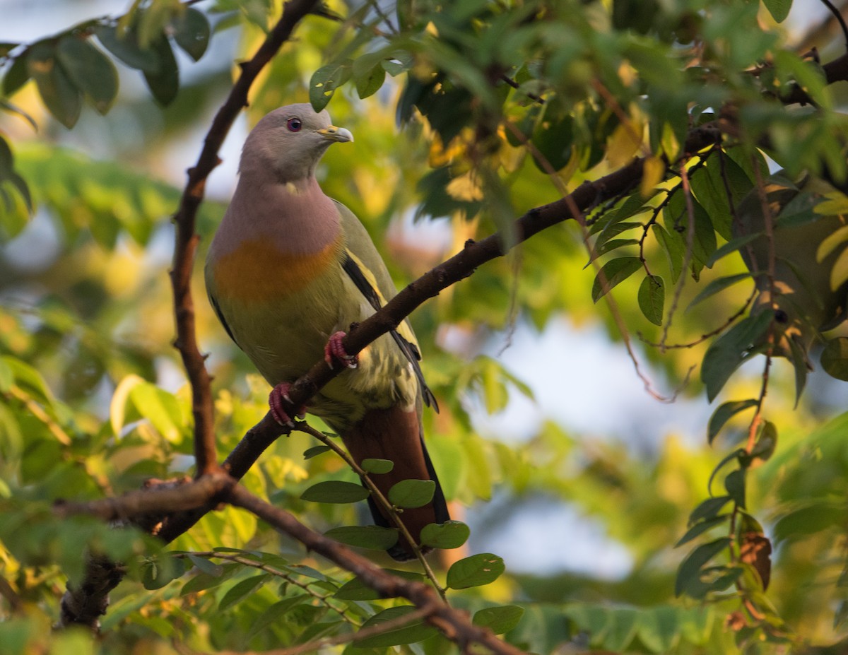 Pink-necked Green-Pigeon - Bill Bacon