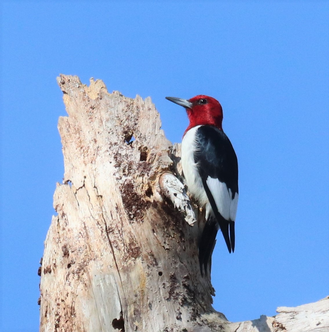 Red-headed Woodpecker - Paul Hueber