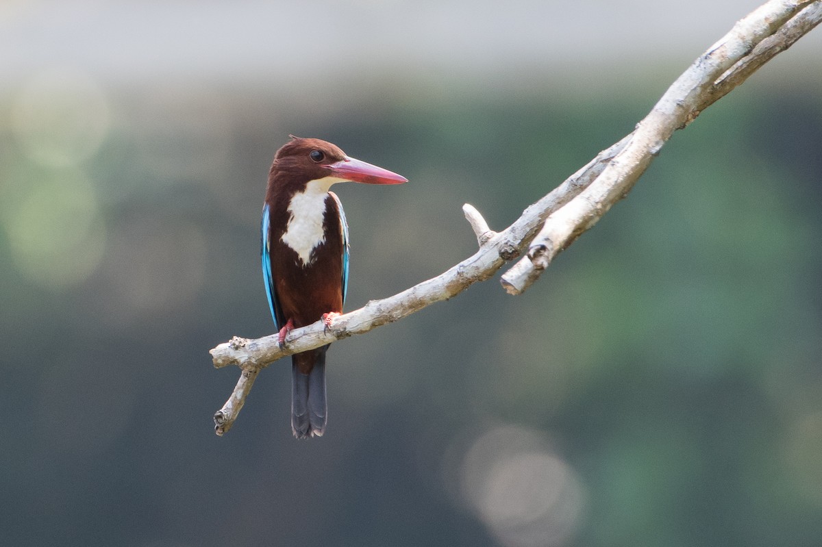 White-throated Kingfisher - Bill Bacon