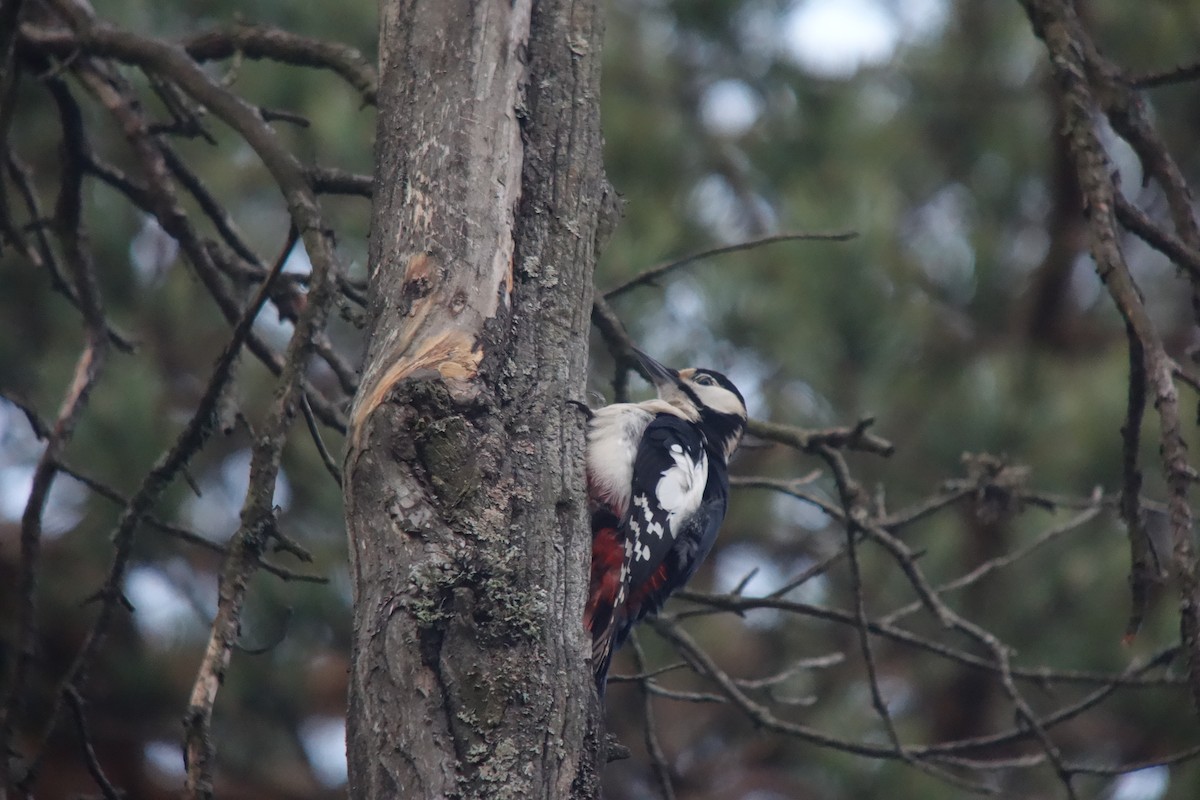Great Spotted Woodpecker - Tomohiro Iuchi