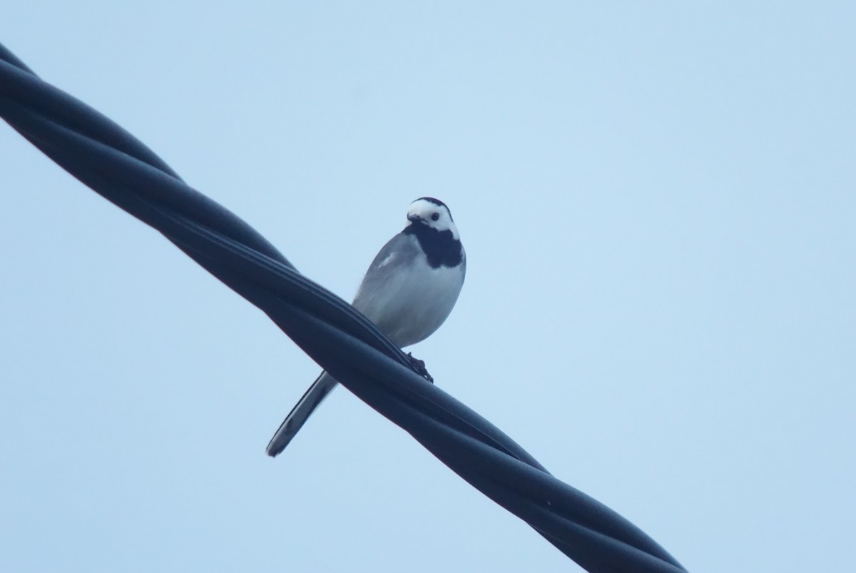 White Wagtail (White-faced) - ML141130251