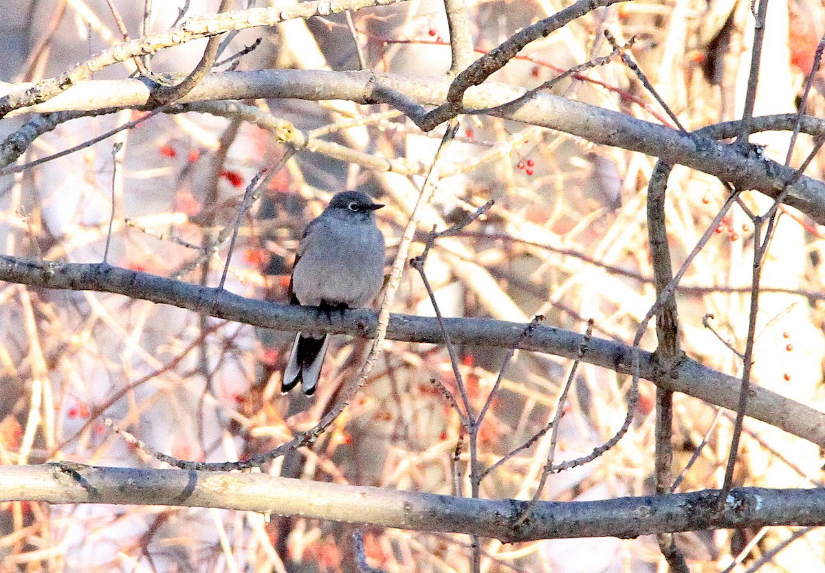Townsend's Solitaire - ML141132681