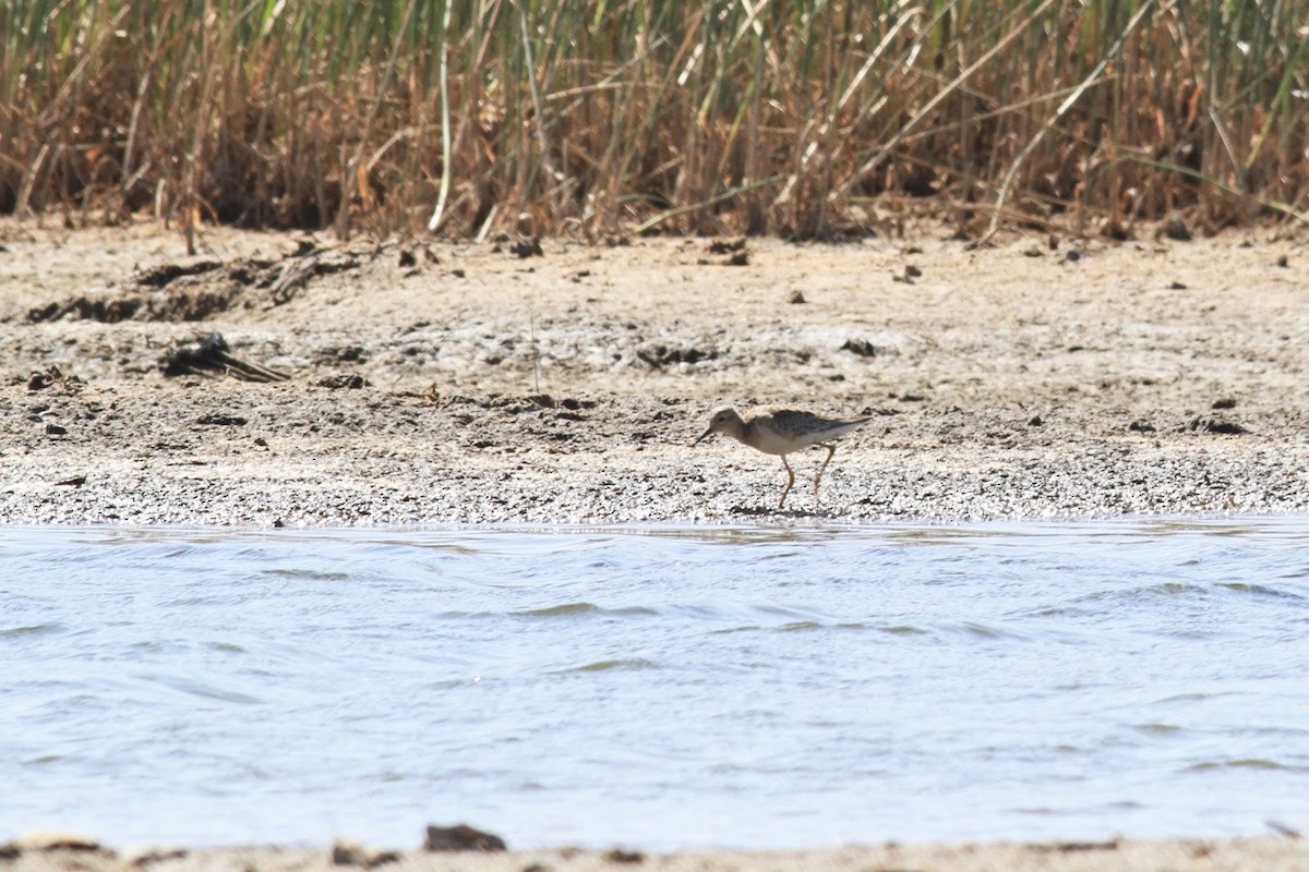 Buff-breasted Sandpiper - Frédéric Bacuez