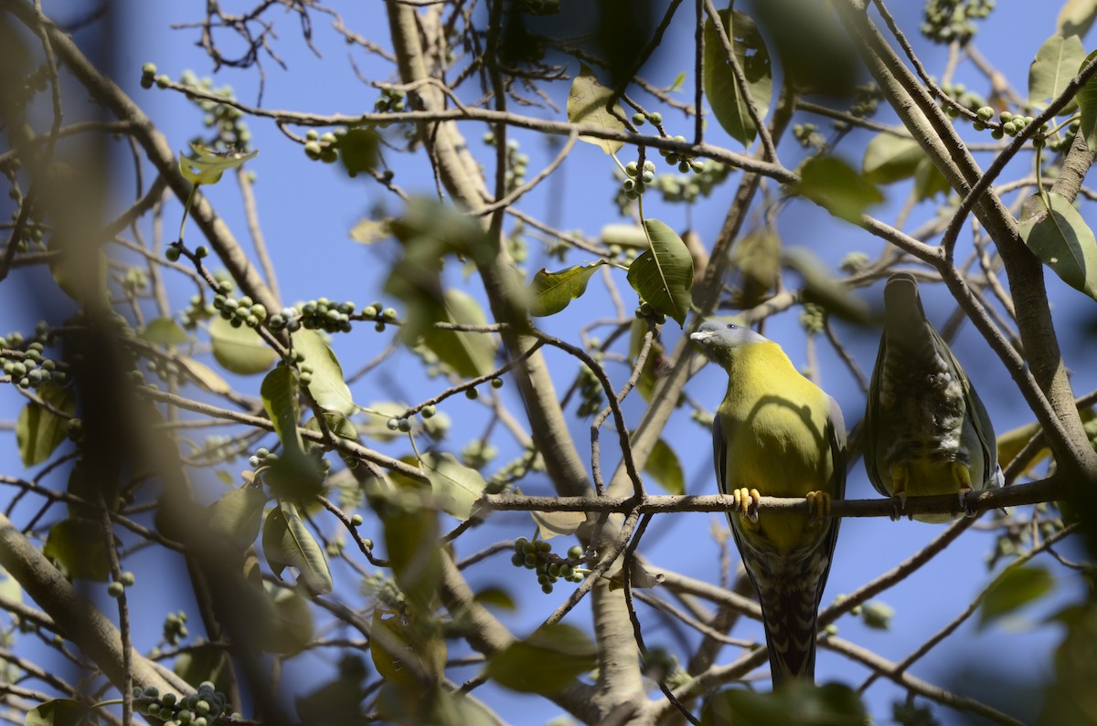 Yellow-footed Green-Pigeon - Pratiksha Kothule