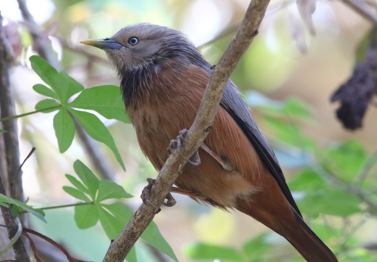 Chestnut-tailed Starling - ML141133431