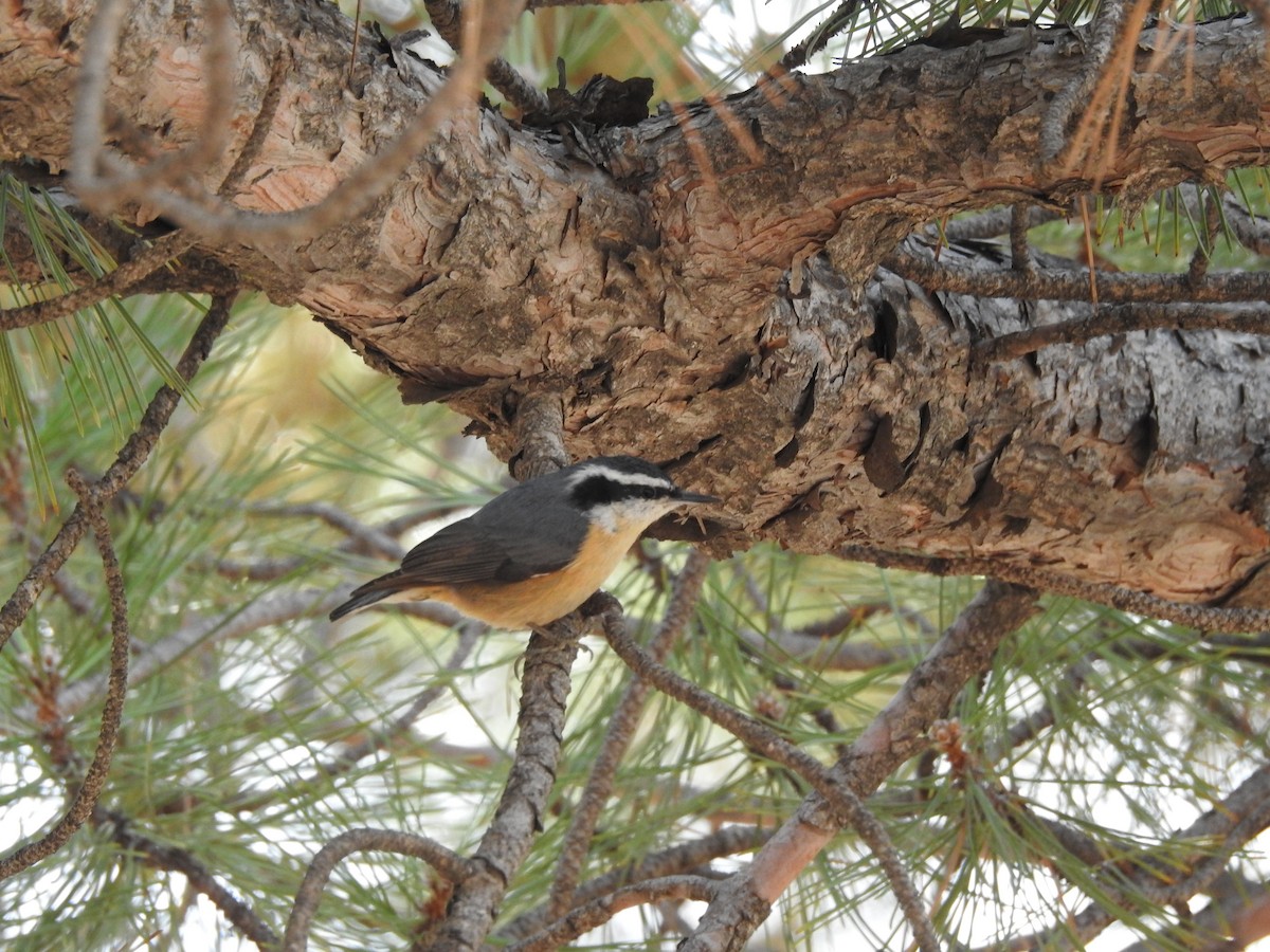Red-breasted Nuthatch - Chris Stanger