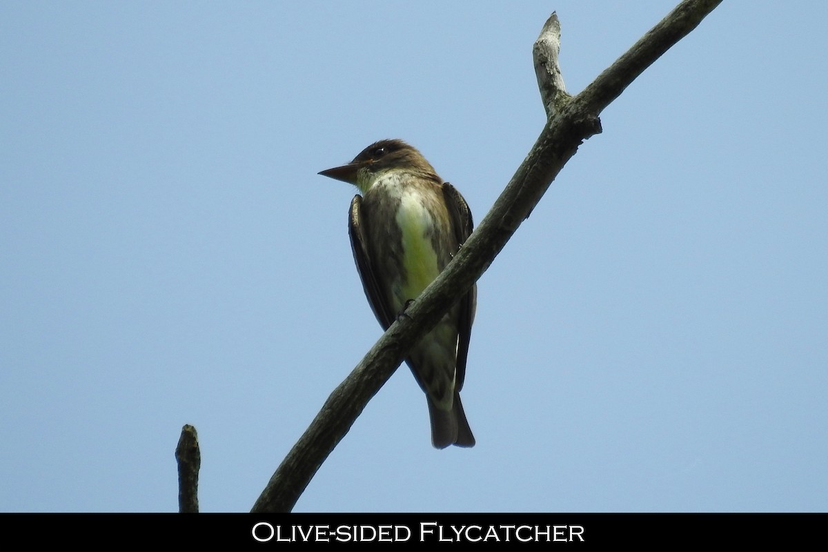 Olive-sided Flycatcher - Chris Stanger