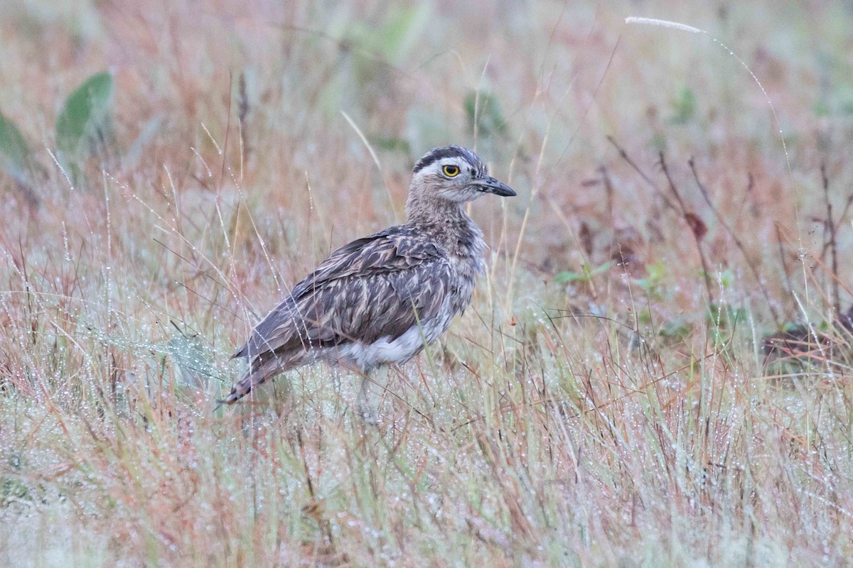 Double-striped Thick-knee - Linda Rudolph