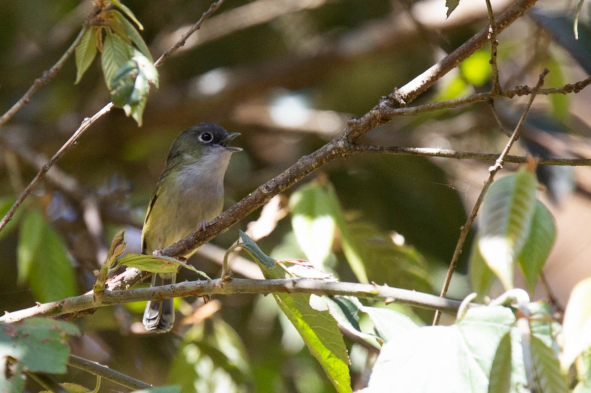 Green Shrike-Babbler (Eye-ringed) - ML141136851