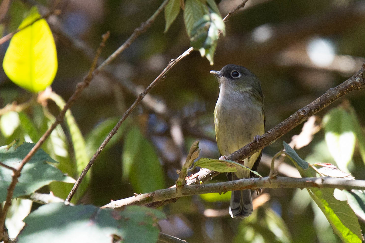 Green Shrike-Babbler (Eye-ringed) - ML141136911