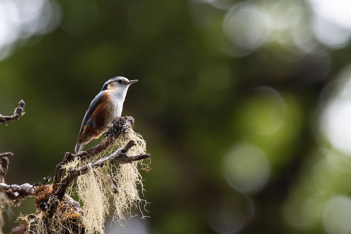 White-browed Nuthatch - Robert Tizard
