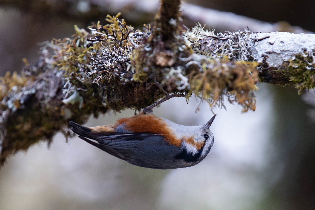 White-browed Nuthatch - ML141137691